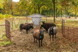 Biodiversiteit bij Dimence Groep schapen